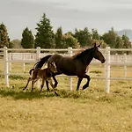 Frontera, Esencia Mallorquina Entre Caballos וילה *