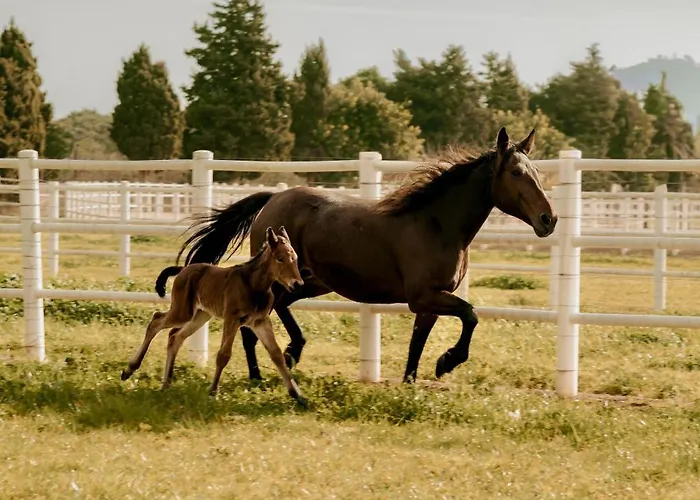 Frontera, Esencia Mallorquina Entre Caballos ヴィラ *
