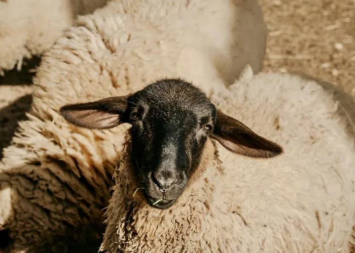 Frontera, Esencia Mallorquina Entre Caballos *