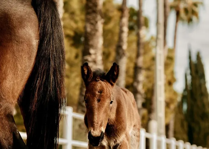 ヴィラ Frontera, Esencia Mallorquina Entre Caballos