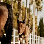 Villa Frontera, Esencia Mallorquina Entre Caballos