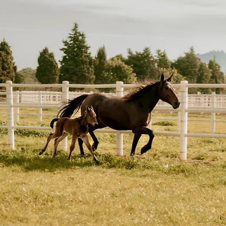 Frontera, Esencia Mallorquina Entre Caballos فيلة *