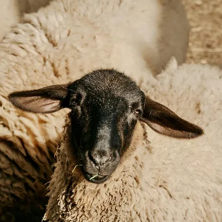 Frontera, Esencia Mallorquina Entre Caballos *